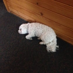 Altamont Lodge - Loved this friendly little dog