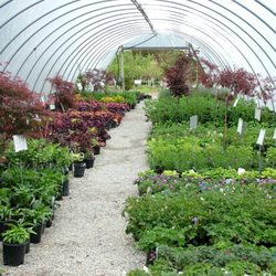 Rose City Nursery - Large and small Perennials!!