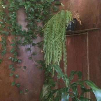 Leaf Vegetarian Restaurant - Water fall wall with leaf(s) - Vegetarian Near Me - Boulder, Colorado Leaf Vegetarian Restaurant - Water fall wall with leaf(s) - Vegetarian Near Me - Boulder, Colorado