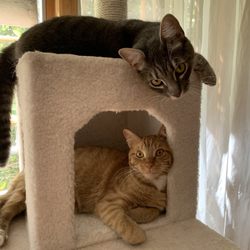 Hackettstown Animal Hospital - Tabatha (top) and brother Timber (below).