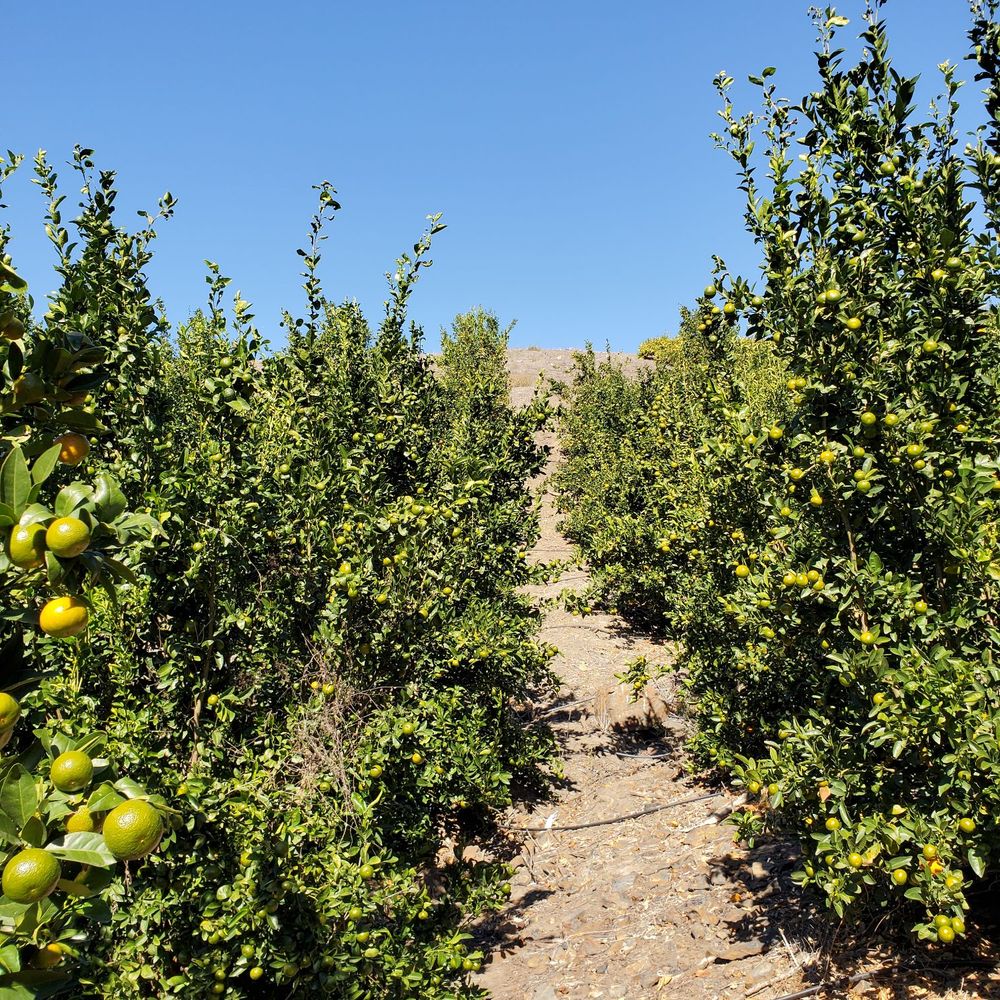 Sunmist Tangerine Farm - Pick Your Own Farms Near Me - Temecula, California