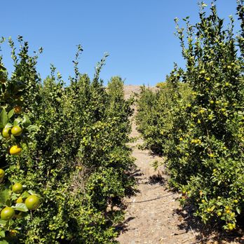Sunmist Tangerine Farm - Pick Your Own Farms Near Me - Temecula, California