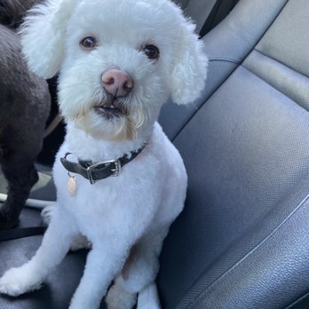 Crazy Cat Dog Grooming - Cutest teddy bear cut you can ask for - Pet Groomers Near Me - Carson City, Nevada Crazy Cat Dog Grooming - Cutest teddy bear cut you can ask for - Pet Groomers Near Me - Carson City, Nevada