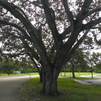 Tree Tops Park - Trees - Parks Near Me - Davie, Florida Tree Tops Park - Trees - Parks Near Me - Davie, Florida