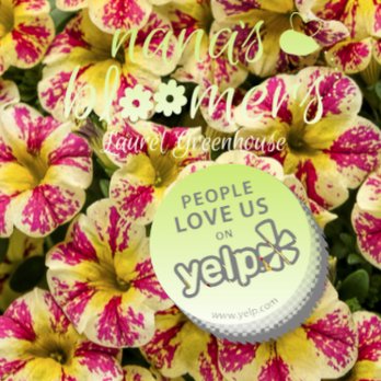 Nana’s Bloomers - You want green? Nana's Bloomers has it. annual, perennial, vegetable and fruit plants Call the experts today! - Nurseries & Gardening Near Me - Laurel, Montana Nana’s Bloomers - You want green? Nana's Bloomers has it. annual, perennial, vegetable and fruit plants Call the experts today! - Nurseries & Gardening Near Me - Laurel, Montana