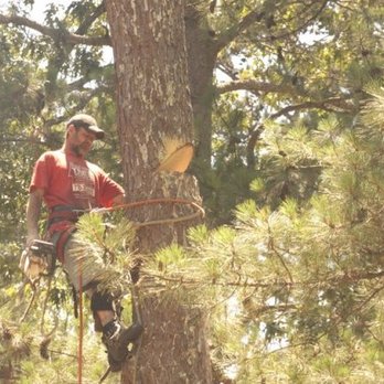 Todd's Marietta Tree Services - Tree Services Near Me Todd's Marietta Tree Services - Tree Services Near Me