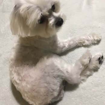 Petco - Maltese - Pet Training Near Me - Houston, Texas Petco - Maltese - Pet Training Near Me - Houston, Texas