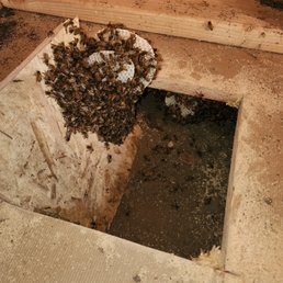 This is the hive and bees being removed This is the hive and bees being removed