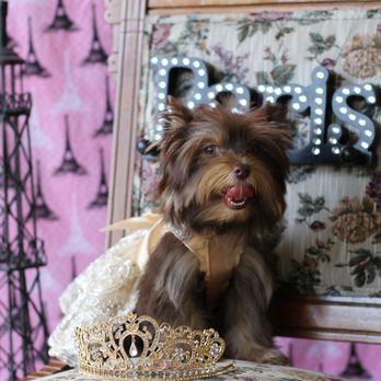 Sissy J's Poochies - Chocolate Yorkie - Pet Breeders Near Me - Bangor, Michigan Sissy J's Poochies - Chocolate Yorkie - Pet Breeders Near Me - Bangor, Michigan
