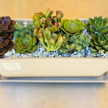 Yarrow Nursery - I made this myself in their potting station! - Nurseries & Gardening Near Me - Oakland, California