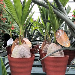 Lovely Day At Olson's Green House - Coco nut plants