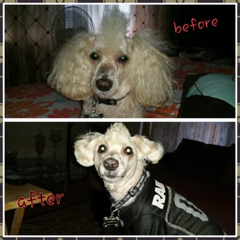 Many Paws - Mohawks are awesome! - Pet Groomers Near Me - Los Angeles, California