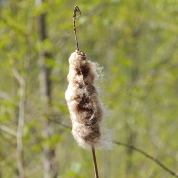 Narbeck Wetland Sanctuary - Close-up on the giant cattail. - Parks Near Me - Everett, Washington Narbeck Wetland Sanctuary - Close-up on the giant cattail. - Parks Near Me - Everett, Washington