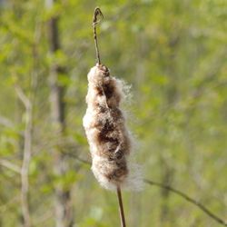Narbeck Wetland Sanctuary - Close-up on the giant cattail.