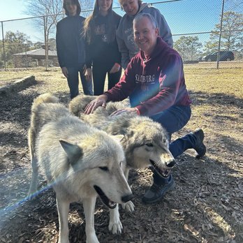 Seacrest Wolf Preserve - Wolves! - Zoos Near Me - Chipley, Florida Seacrest Wolf Preserve - Wolves! - Zoos Near Me - Chipley, Florida