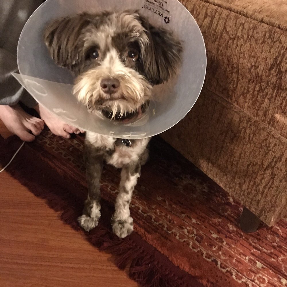 Vanderpump Dogs - Pet Adoption Near Me - Los Angeles, California