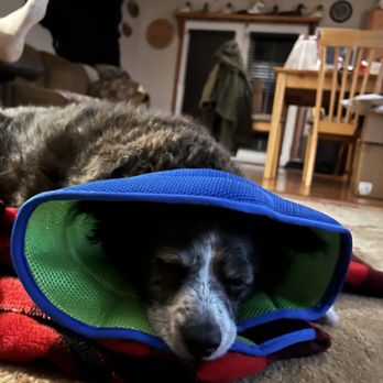 VCA Kootenai Animal Hospital - Sleeping comfortably after surgery! - Veterinarians Near Me - Post Falls, Idaho VCA Kootenai Animal Hospital - Sleeping comfortably after surgery! - Veterinarians Near Me - Post Falls, Idaho
