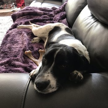 The Buddy Foundation - Linus on his favorite couch. - Animal Shelters Near Me - Arlington Heights, Illinois The Buddy Foundation - Linus on his favorite couch. - Animal Shelters Near Me - Arlington Heights, Illinois