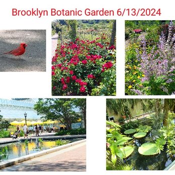 Brooklyn Botanic Garden - The Rose garden. I'd met a little red, carnal friend here. 6/13/2024. - Botanical Gardens Near Me - Brooklyn, New York