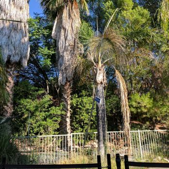 Rancho Tree Care - Before - Tree Services Near Me