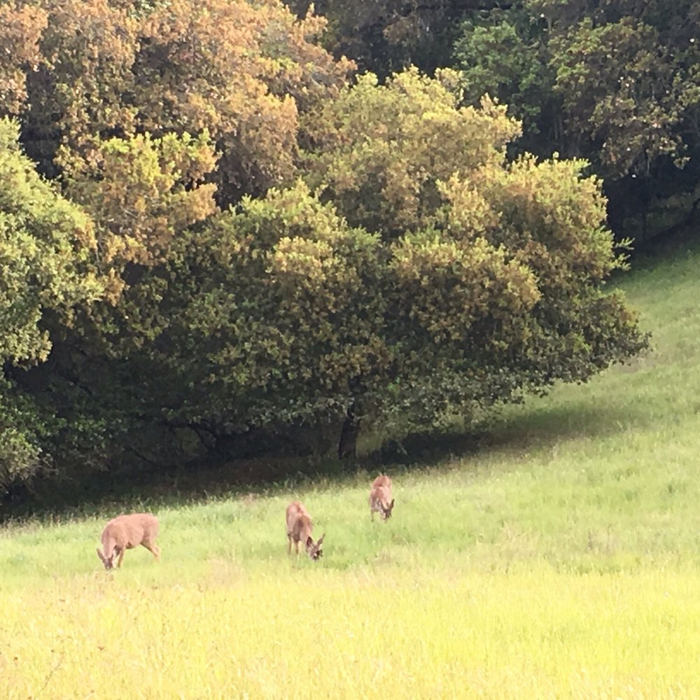 Black Mountain Trail - Deer! - Hiking Near Me - Los Altos, California Black Mountain Trail - Deer! - Hiking Near Me - Los Altos, California