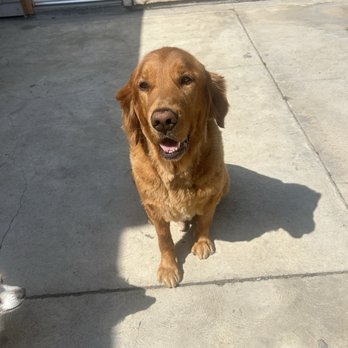 K9Klipper - Pet Groomers Near Me - Long Beach, California K9Klipper - Pet Groomers Near Me - Long Beach, California