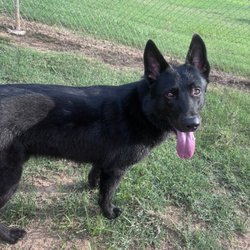 Dog Spot Dog Park - Forrest (gump)