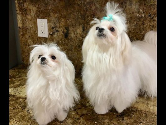 Birch Street Animal Clinic