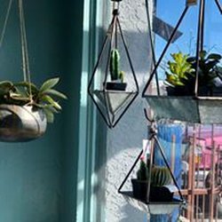 Botanicals