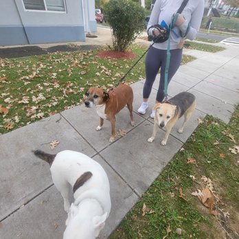 Danny's Pet Care - Rosie,Zoe and Finn having a good time walk with Maddie. - Dog Walkers Near Me - Washington, DC, District of Columbia Danny's Pet Care - Rosie,Zoe and Finn having a good time walk with Maddie. - Dog Walkers Near Me - Washington, DC, District of Columbia