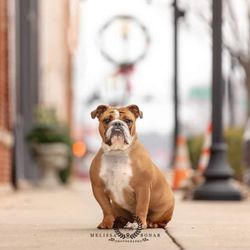 Melissa Bonar Photography - Urban photo session for that unique pet personality.