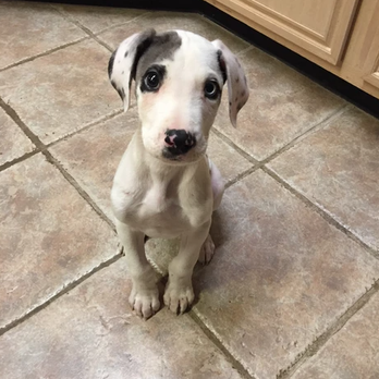 Perfect Pups - Pet Training Near Me