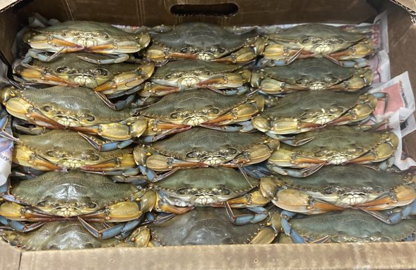 Avenue U Fish Market by null