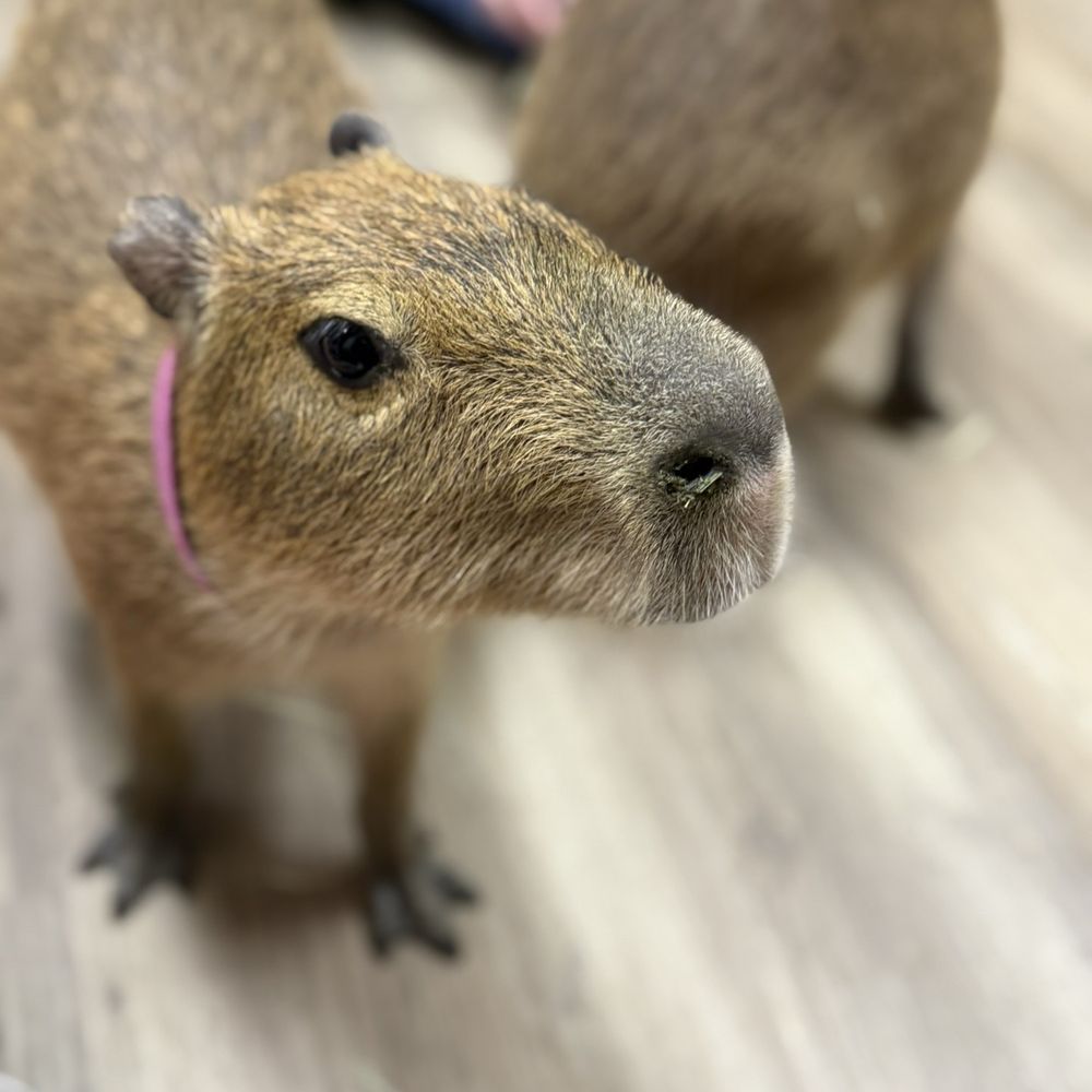 The Capybara Cafe - Themed Cafes Near Me - St. Augustine, Florida The Capybara Cafe - Themed Cafes Near Me - St. Augustine, Florida