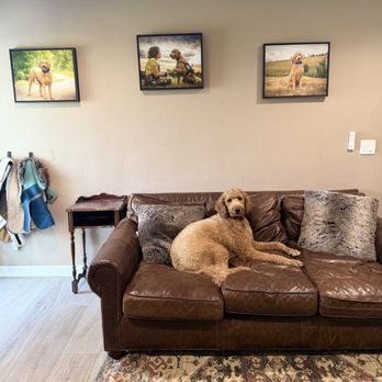 Crimson Cat Studios - Hanging in our home, Bentley showing off - Pet Photography Near Me - Lakewood, Colorado Crimson Cat Studios - Hanging in our home, Bentley showing off - Pet Photography Near Me - Lakewood, Colorado