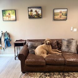 Crimson Cat Studios - Hanging in our home, Bentley showing off
