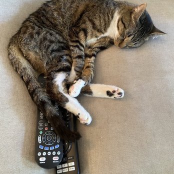 Frank's Perfect Paws - Happy cat - Pet Groomers Near Me