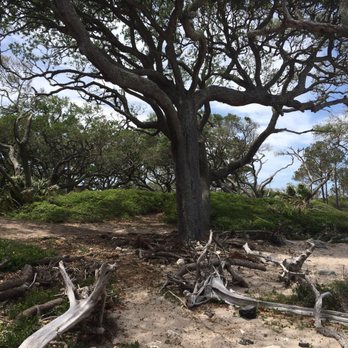 Driftwood Beach - Beaches Near Me - Jekyll Island, Georgia