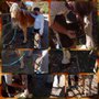 Photo of CTO Farrier Service