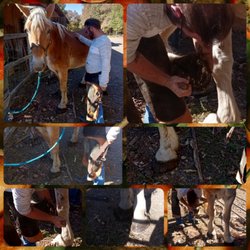 CTO Farrier Service - Heidi getting a trim