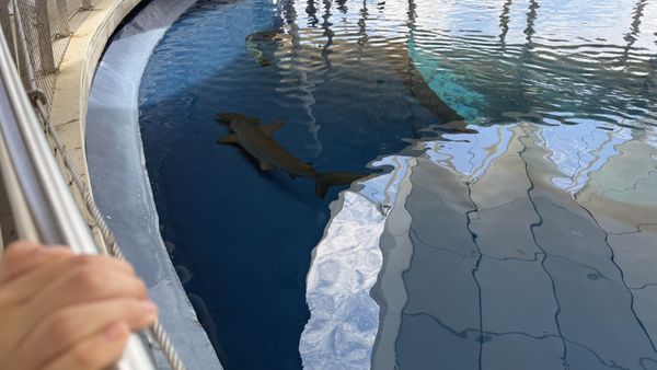 Patricia and Phillip Frost Art Museum by null