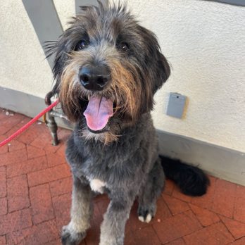 Sit Means Sit San Gabriel Valley - Pet Training Near Me - Glendora, California Sit Means Sit San Gabriel Valley - Pet Training Near Me - Glendora, California