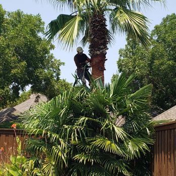 Ash Tree Service - Tree Services Near Me Ash Tree Service - Tree Services Near Me