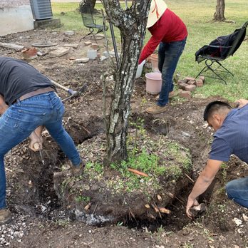 Beny's Tree Service - Moving a large pear tree - Tree Services Near Me - Austin, Texas