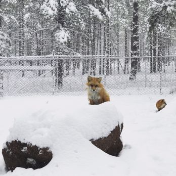 Bearizona - Pretty red fox! - Zoos Near Me - Williams, Arizona Bearizona - Pretty red fox! - Zoos Near Me - Williams, Arizona