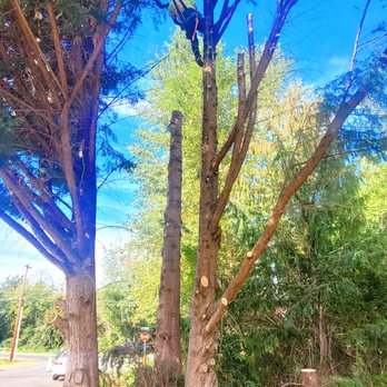 Welch Tree Service - Tree Services Near Me - Granite Falls, Washington