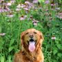 Photo of LazyDog Pet Sitters