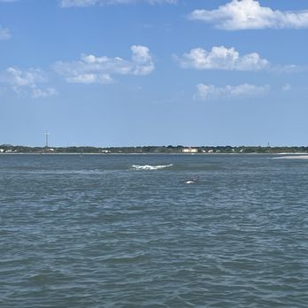 St Augustine Eco Tours - Dolphins! - Tours Near Me - Saint Augustine, Florida