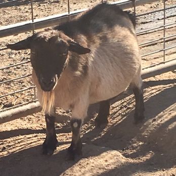 Trabuco Elementary School - Revant Blue our senior Pygmy goat - Elementary Schools Near Me - Trabuco Canyon, California