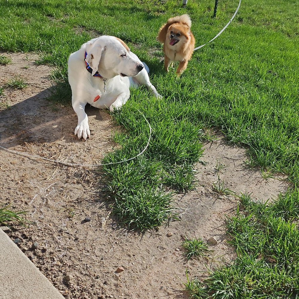 Coldwater Kennel - Pet Stores Near Me - Greene, Iowa Coldwater Kennel - Pet Stores Near Me - Greene, Iowa